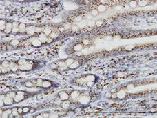 Anti Human TGN46 Antibody, clone 2F11 gallery image 1