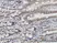 Anti Human TGN46 Antibody, clone 2F11 thumbnail image 1