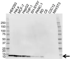 Anti Thioredoxin 1 Antibody, clone 3A1 (PrecisionAb Monoclonal Antibody) gallery image 1