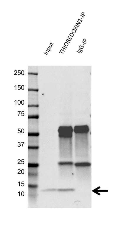 Anti Thioredoxin 1 Antibody, clone 3A1 (PrecisionAb Monoclonal Antibody) gallery image 2