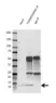 Anti Thioredoxin 1 Antibody, clone 3A1 (PrecisionAb Monoclonal Antibody) thumbnail image 2