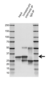 Anti Thymidylate Synthase Antibody, clone OTI9H4 (PrecisionAb Monoclonal Antibody) thumbnail image 2