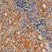 Anti Human Thyroid Stimulating Hormone Receptor Antibody, clone 4C1 thumbnail image 1