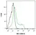 Anti Human TIM-4 Antibody, clone rAB04-3G2 thumbnail image 5