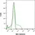 Anti Human TIM-4 Antibody, clone rAB04-3G2 thumbnail image 7