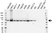 Anti TKT Antibody, clone OTI5H3 (PrecisionAb Monoclonal Antibody) thumbnail image 1
