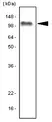 Anti Human TLR7 Antibody, clone 4F4 thumbnail image 1