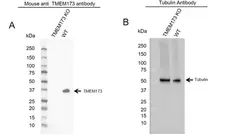 Anti TMEM173 Antibody, clone OTI4H1 (PrecisionAb Monoclonal Antibody) gallery image 1