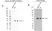 Anti TMEM173 Antibody, clone OTI4H1 (PrecisionAb Monoclonal Antibody) thumbnail image 1