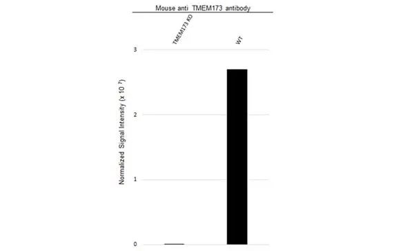 Anti TMEM173 Antibody, clone OTI4H1 (PrecisionAb Monoclonal Antibody) gallery image 2