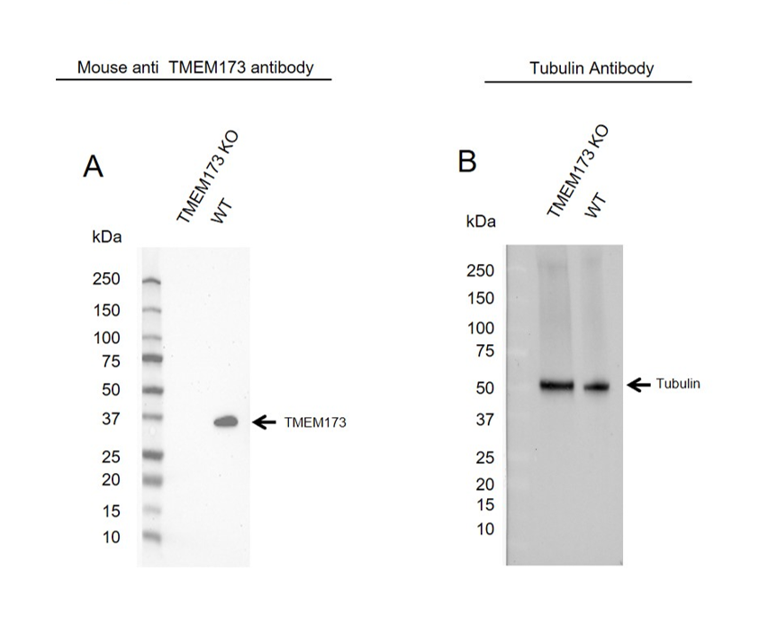 Anti TMEM173 Antibody, clone OTI4H1 (PrecisionAb Monoclonal Antibody) gallery image 1