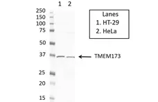 Anti TMEM173 Antibody, clone OTI4H1 (PrecisionAb Monoclonal Antibody) gallery image 3