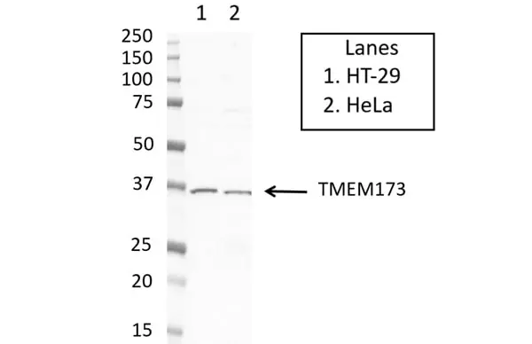 Anti TMEM173 Antibody, clone OTI4H1 (PrecisionAb Monoclonal Antibody) gallery image 3