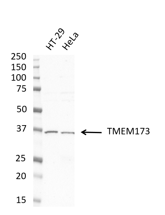 Anti TMEM173 Antibody, clone OTI4H1 (PrecisionAb Monoclonal Antibody) gallery image 3