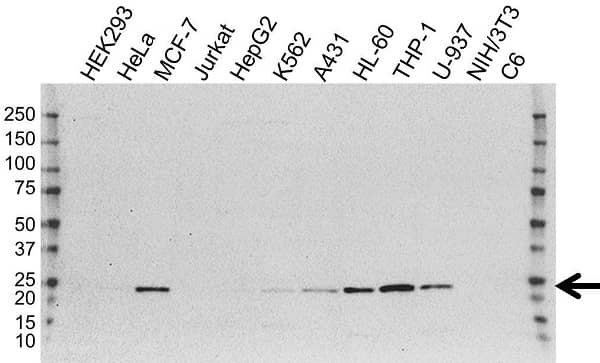 Anti TMS1 Antibody, clone OTI1A2 (PrecisionAb Monoclonal Antibody) gallery image 1