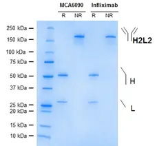Anti TNF Alpha (Infliximab Biosimilar) Antibody, clone cA2 gallery image 1