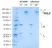 Anti TNF Alpha (Infliximab Biosimilar) Antibody, clone cA2 thumbnail image 1