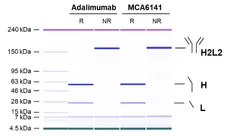 Anti TNF Alpha (Adalimumab Biosimilar) Antibody, clone D2E7 gallery image 1