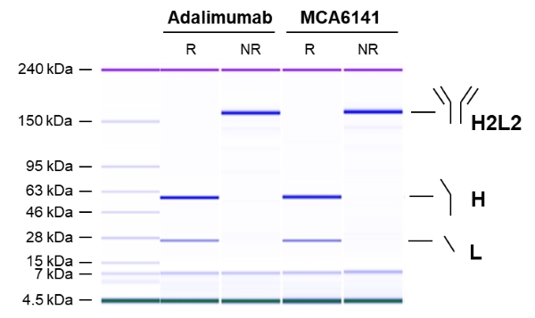 Anti TNF Alpha (Adalimumab Biosimilar) Antibody, clone D2E7 gallery image 1