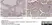 Anti Human TNF Alpha Antibody, clone MP9-20A4 thumbnail image 3