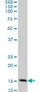 Anti Human TOMM20 Antibody, clone 4F3 thumbnail image 1