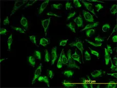 Anti Human TOMM20 Antibody, clone 4F3 gallery image 2