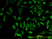Anti Human TOMM20 Antibody, clone 4F3 thumbnail image 1
