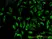 Anti Human TOMM20 Antibody, clone 4F3 thumbnail image 2