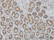 Anti Human TOMM20 Antibody, clone 4F3 gallery image 3