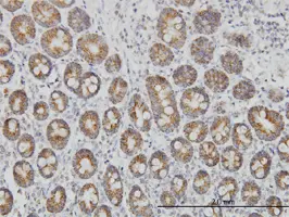 Anti Human TOMM20 Antibody, clone 4F3 gallery image 3