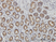 Anti Human TOMM20 Antibody, clone 4F3 thumbnail image 3
