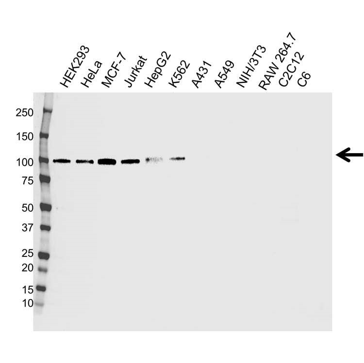 Anti TOP1 Antibody, clone CPTC8 (PrecisionAb Monoclonal Antibody) gallery image 1