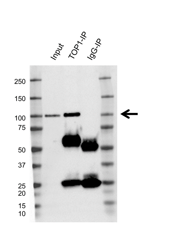 Anti TOP1 Antibody, clone CPTC8 (PrecisionAb Monoclonal Antibody) gallery image 2