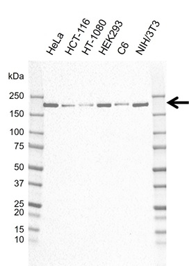 Anti TOPBP1 Antibody, clone E03/6C8 (PrecisionAb Monoclonal Antibody) gallery image 1