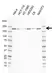 Anti TOPBP1 Antibody, clone E03/6C8 (PrecisionAb Monoclonal Antibody) thumbnail image 1