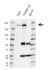 Anti TOPBP1 Antibody, clone E03/6C8 (PrecisionAb Monoclonal Antibody) thumbnail image 2