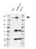 Anti TOPBP1 Antibody, clone E03/6C8 (PrecisionAb Monoclonal Antibody) thumbnail image 2