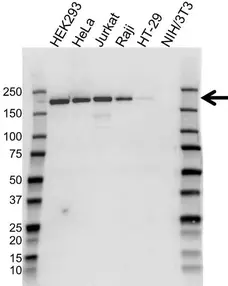 Anti Topoisomerase II Alpha Antibody, clone ABM48B4 (PrecisionAb Monoclonal Antibody) gallery image 1