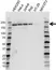 Anti Topoisomerase II Alpha Antibody, clone ABM48B4 (PrecisionAb Monoclonal Antibody) thumbnail image 1