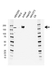 Anti Topoisomerase II Alpha Antibody, clone G02/3H11 (PrecisionAb Monoclonal Antibody) thumbnail image 1