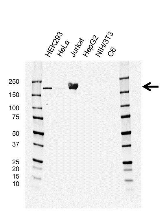 Anti Topoisomerase II Alpha Antibody, clone G02/3H11 (PrecisionAb Monoclonal Antibody) gallery image 1