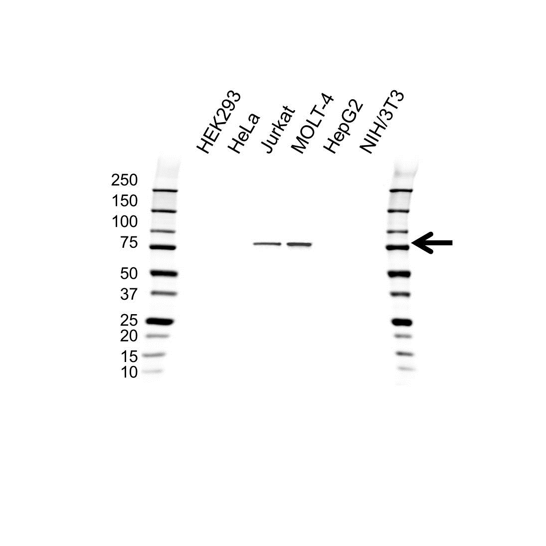 Anti Transcriptional Activator Myb Antibody, clone 1279CT309.289.119 (PrecisionAb Monoclonal Antibody) gallery image 1