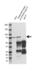 Anti Transcriptional Activator Myb Antibody, clone 1279CT309.289.119 (PrecisionAb Monoclonal Antibody) thumbnail image 2
