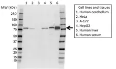 Anti Transferrin Antibody, clone 14C10 (PrecisionAb Monoclonal Antibody) gallery image 1