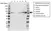 Anti Transferrin Antibody, clone 14C10 (PrecisionAb Monoclonal Antibody) thumbnail image 1