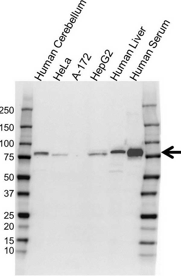 Anti Transferrin Antibody, clone 14C10 (PrecisionAb Monoclonal Antibody) gallery image 1