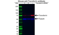 Anti Transferrin Antibody, clone 14C10 (PrecisionAb Monoclonal Antibody) gallery image 2