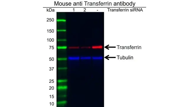 Anti Transferrin Antibody, clone 14C10 (PrecisionAb Monoclonal Antibody) gallery image 2