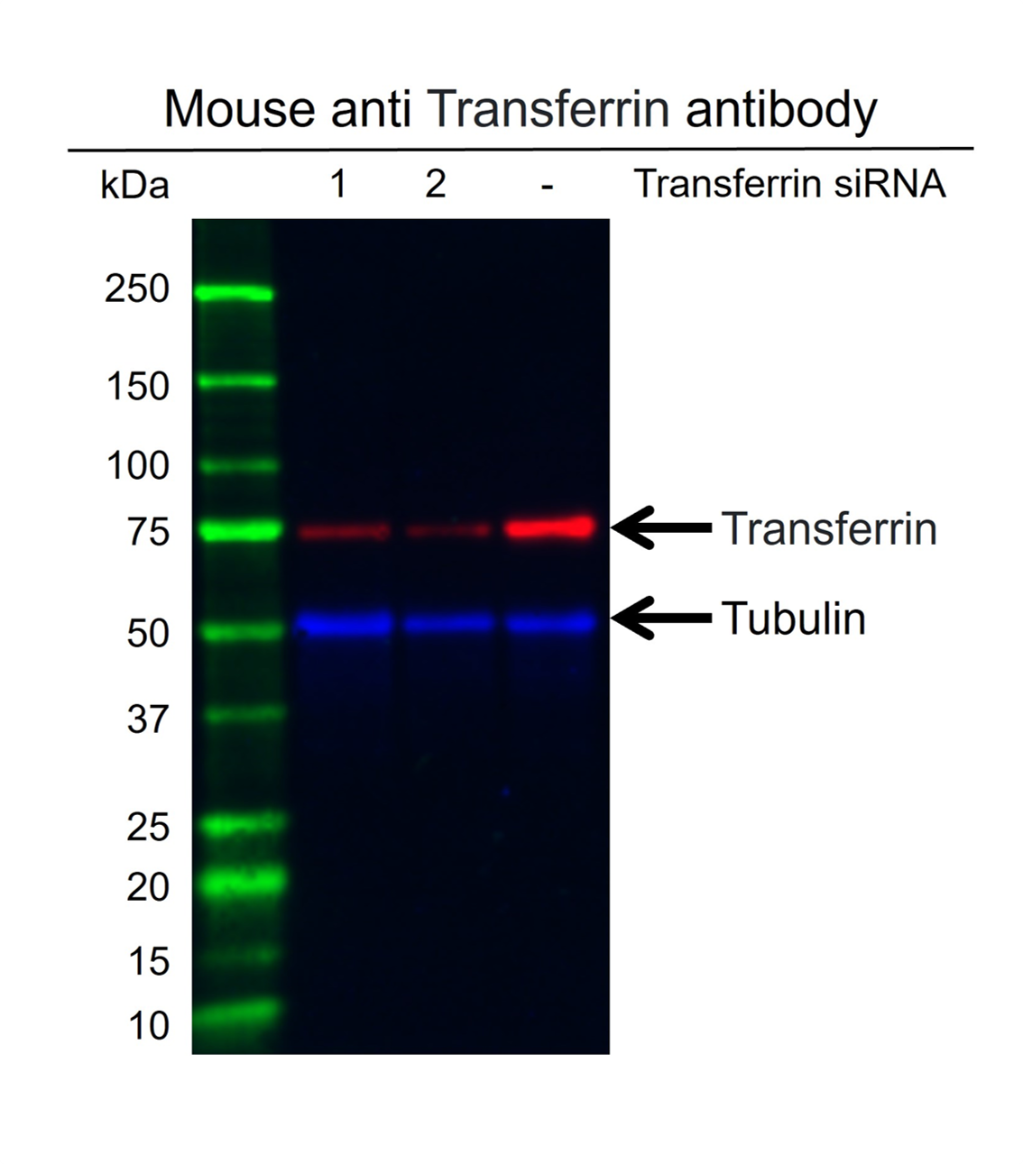 Anti Transferrin Antibody, clone 14C10 (PrecisionAb Monoclonal Antibody) gallery image 2