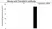 Anti Transferrin Antibody, clone 14C10 (PrecisionAb Monoclonal Antibody) thumbnail image 3